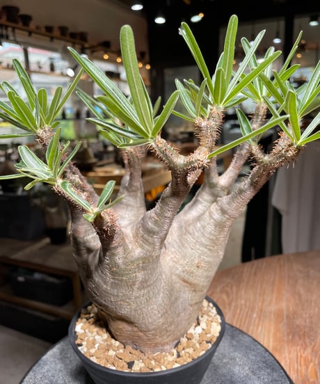 パキポディウム グラキリス　Pachypodium gracilius 　発根済　(gk-532)