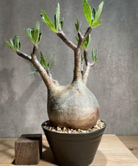 パキポディウム グラキリス　Pachypodium gracilius 　発根済　(商品番号gk-74)
