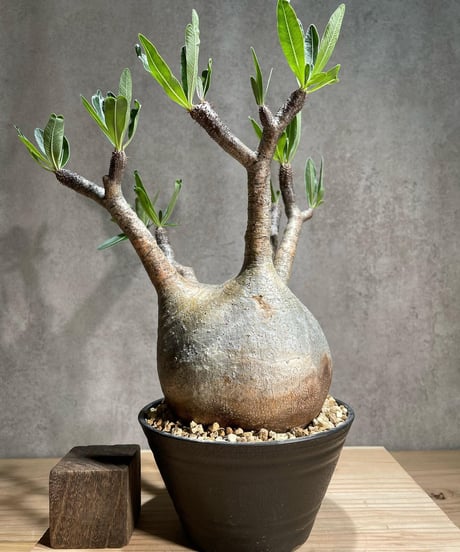 パキポディウム グラキリス　Pachypodium gracilius 　発根済　(商品番号gk-74)