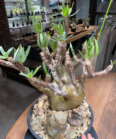 パキポディウム グラキリス　Pachypodium gracilius 　発根済　(gk-449）