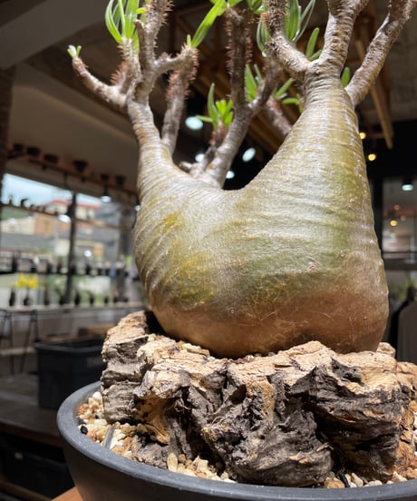 パキポディウム グラキリス　Pachypodium gracilius 　発根済　(gk-449）