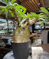パキポディウム グラキリス　Pachypodium gracilius 　発根済　(gk-524）