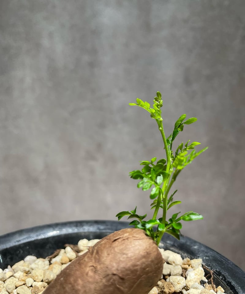 オペルクリカリア パキプス 根差し (商品番号PP-57) | RISE-CAUDEX ONL