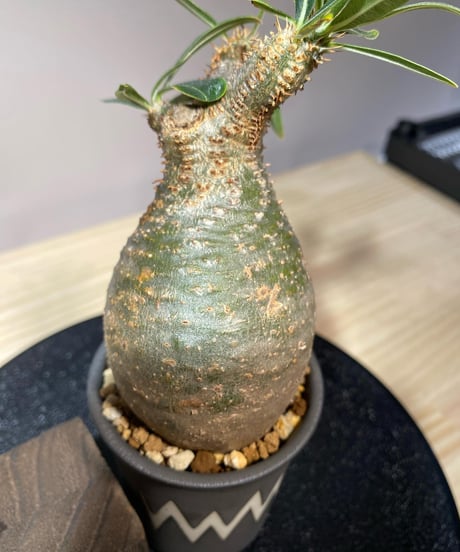 パキポディウム グラキリス　Pachypodium gracilius 　発根済　(商品番号gk-111valiem)VALIEM  (VALIEMタグ付き)