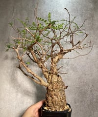 オペルクリカリア パキプス／Operculicarya pachypus　発根済　 手乗りサイズ(塊根幅約6cm)　(商品番号PP-34)