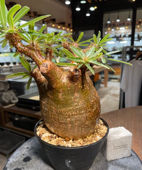 パキポディウム グラキリス　Pachypodium gracilius 　発根済　(gk-411)