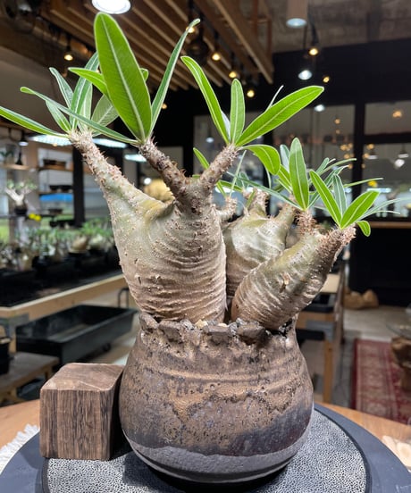 パキポディウム グラキリス　Pachypodium gracilius 　発根済　(gk-237) 鉢:姫野翔太