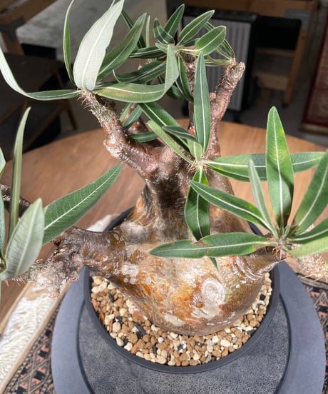 パキポディウム グラキリス　Pachypodium gracilius 　発根済　(gk-307)