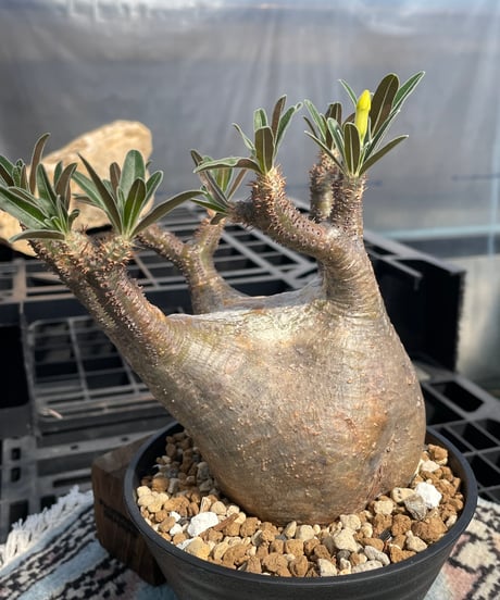 パキポディウム グラキリス　Pachypodium gracilius 　発根済　(gk-416)