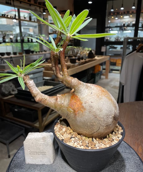 パキポディウム グラキリス　Pachypodium gracilius 　発根済　(gk-523）