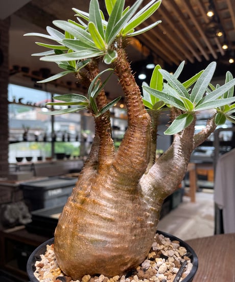 パキポディウム グラキリス　Pachypodium gracilius 　発根済　(gk-436)