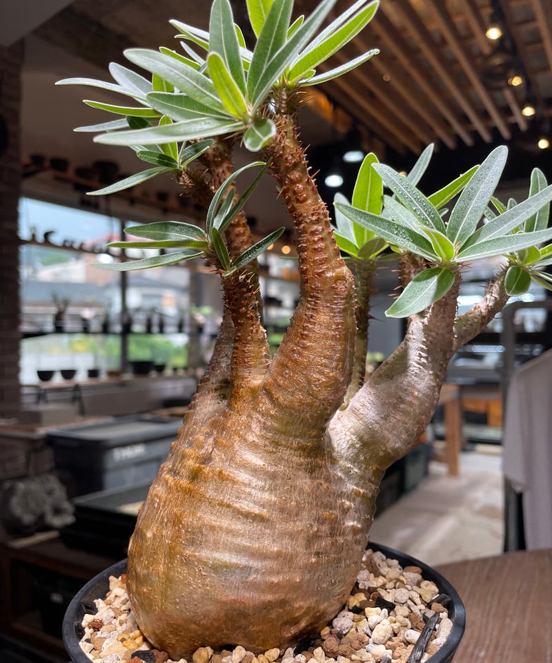 巨大パキポディウムグラキリス パキポディウム グラキリス Pachypodium gracilius 発根済 (gk-43