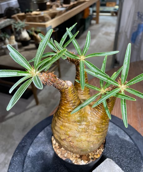 パキポディウム グラキリス　Pachypodium gracilius 　発根済　(gk-513）