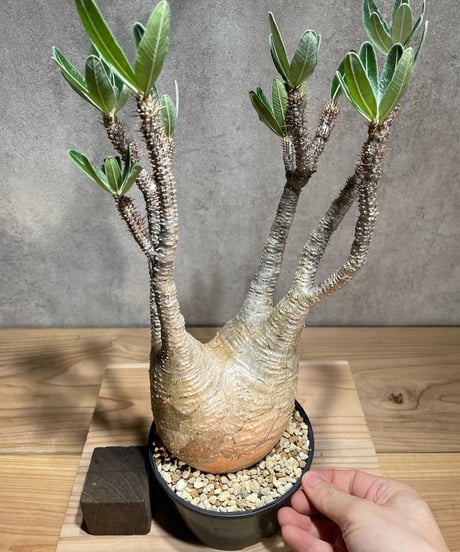 パキポディウム グラキリス　Pachypodium gracilius 　発根済　(商品番号gk-78)