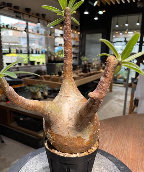 パキポディウム グラキリス　Pachypodium gracilius 　発根済　(gk-490)