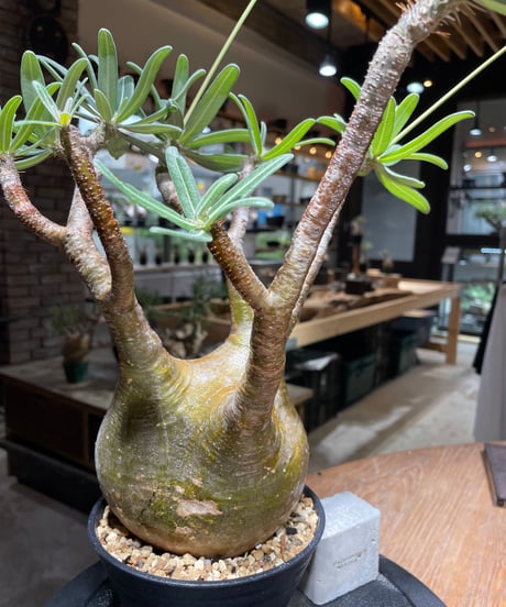 パキポディウム グラキリス　Pachypodium gracilius 　発根済　(gk-471)