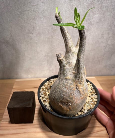 パキポディウム グラキリス　Pachypodium gracilius 　２頭　発根済　(商品番号gk-58)