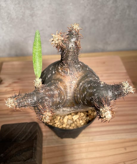 パキポディウム グラキリス　Pachypodium gracilius 　発根済　(商品番号gk-37)