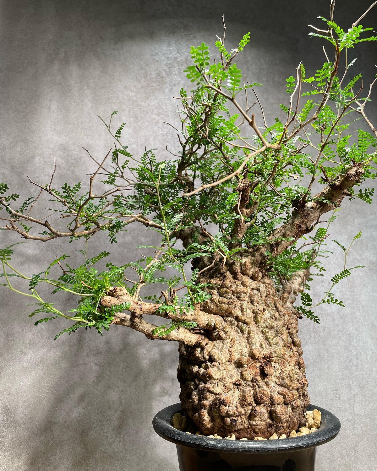 発根済】オペルクリカリアパキプス コーデックス塊根植物 6 - 観葉植物