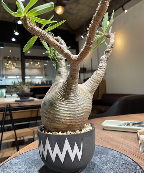 パキポディウム グラキリス　Pachypodium gracilius 　発根済　(gk-412valiem) ACT4 GLUTTONY Mサイズ