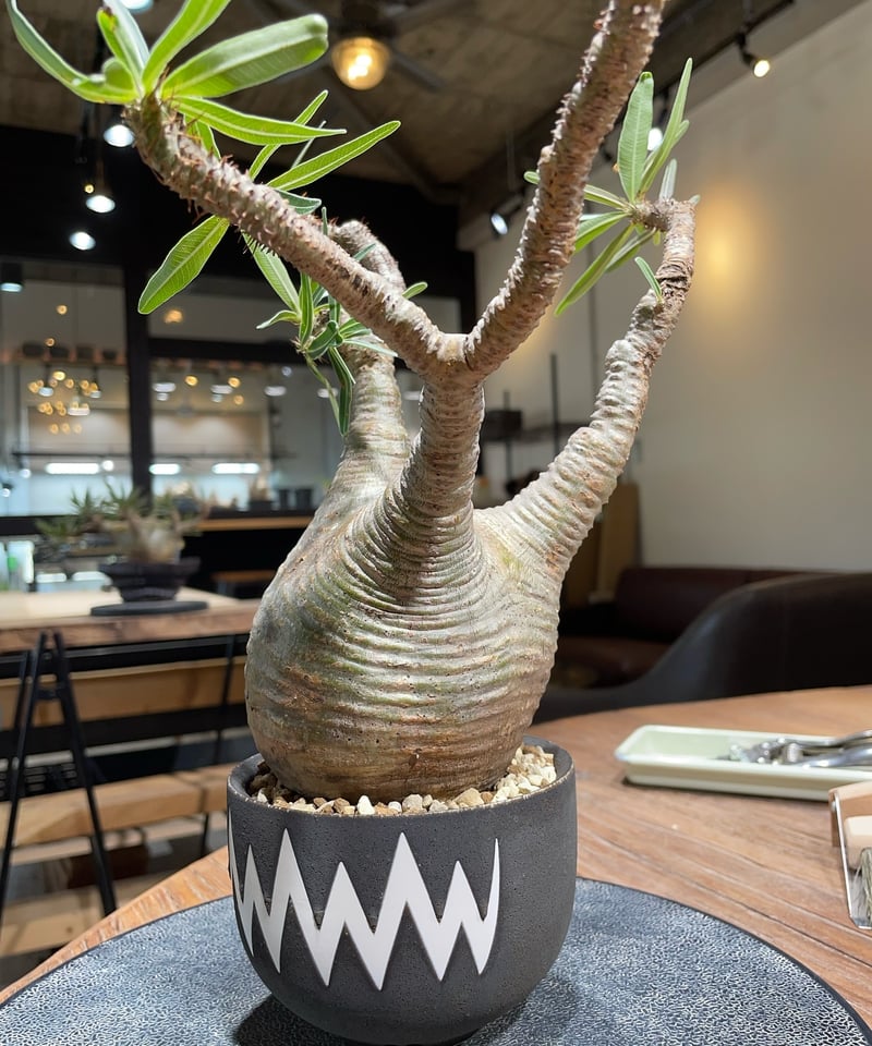 GIRUVI Pachypodium Gracilius グラキリス パキポディウム グラキリス Pachypodium gracilius 発根済 (gk-41