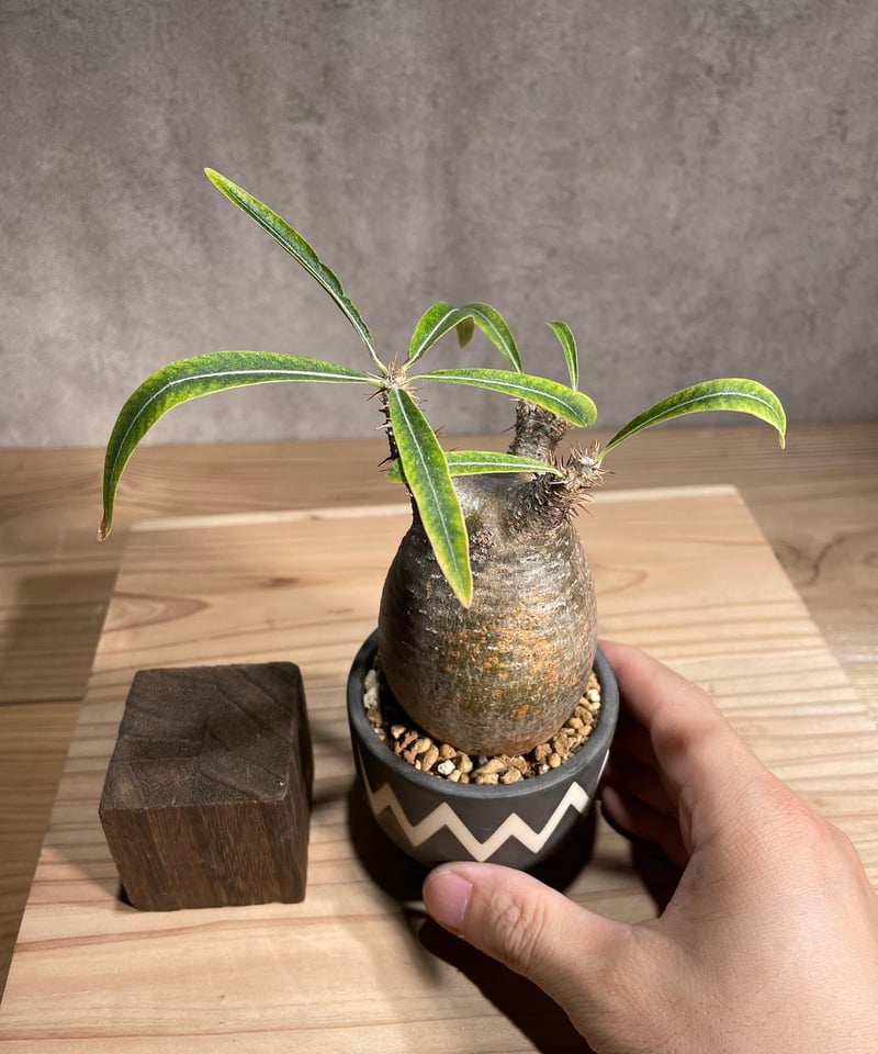 パキポディウムグラキリス VALIEM 現地株 発根済み3年経過 パキポディウムグラキリス VALIEM 現地株 発根済み3年経過 観葉植物