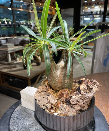 パキポディウム グラキリス　Pachypodium gracilius 　発根済　(gk-514valiem）