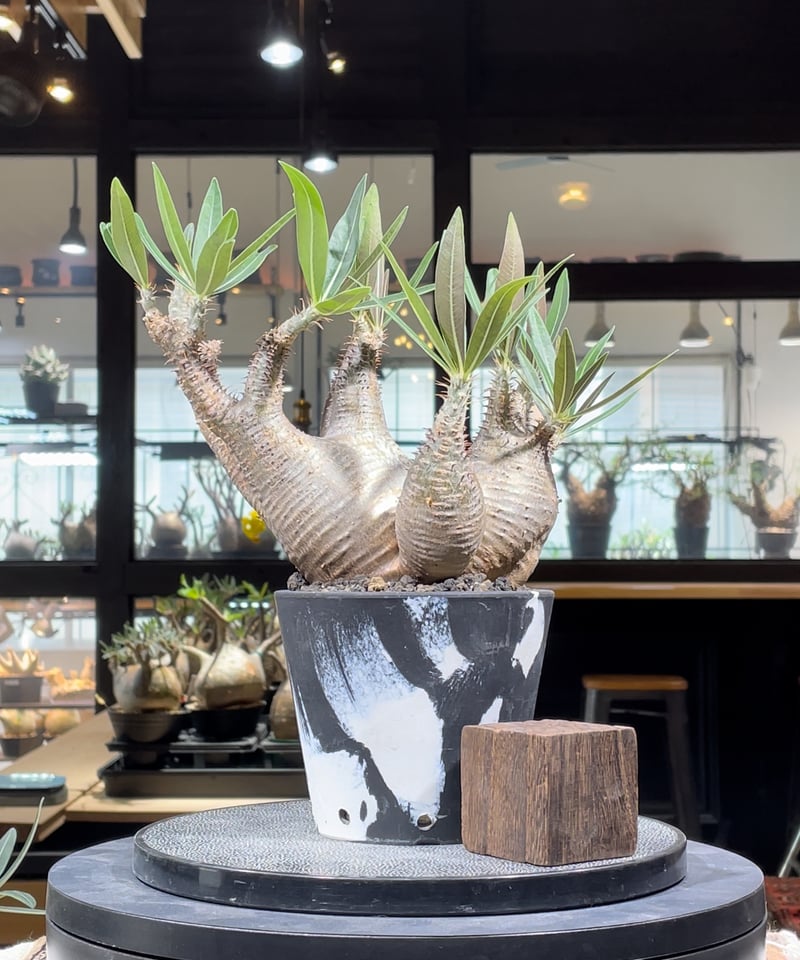 パキポディウム グラキリス 多頭 Pachypodium gracilius 発根済 パキポディウム グラキリス 多頭 Pachypodium gracilius 発根済