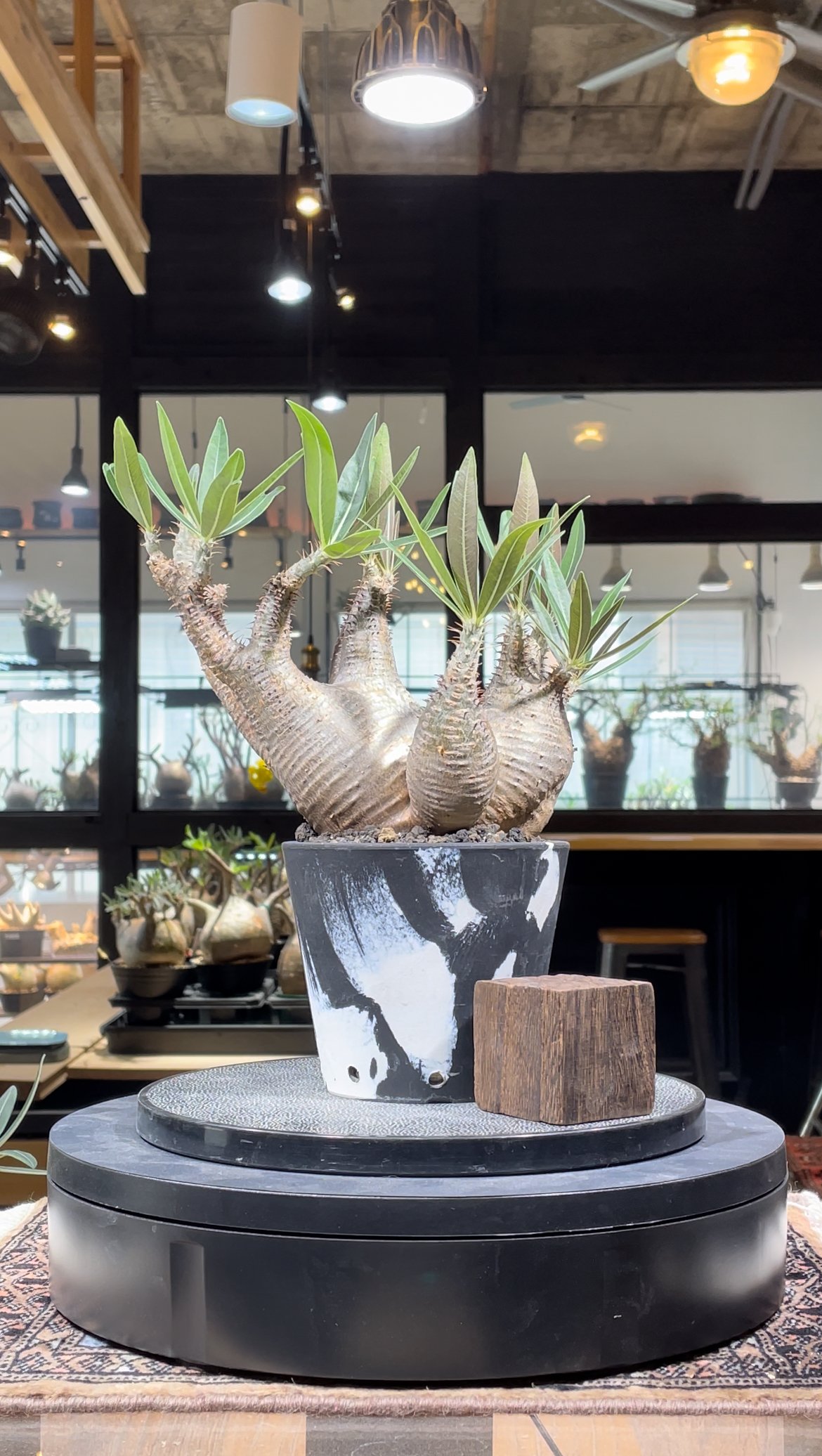 パキポディウム グラキリス 多頭 Pachypodium gracilius 発根済 (gk