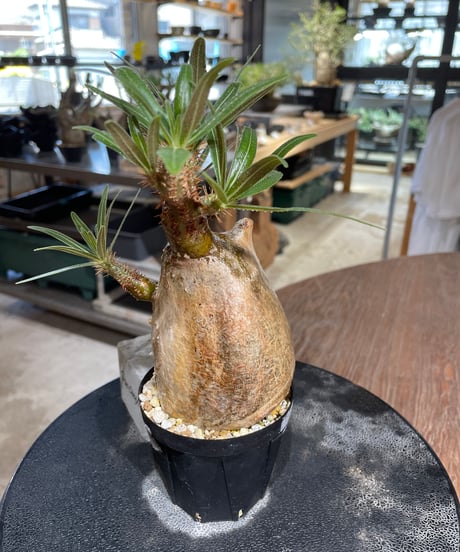 パキポディウム グラキリス　Pachypodium gracilius 　発根済　(gk-548)