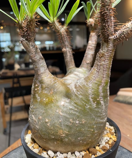 パキポディウム グラキリス　Pachypodium gracilius 　発根済　(gk-394)