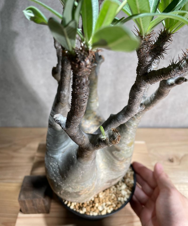 パキポディウム グラキリス Pachypodium gracilius 発根済 (商品番号g...