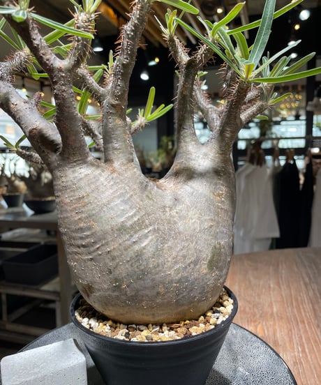 パキポディウム グラキリス　Pachypodium gracilius 　発根済　(gk-562)