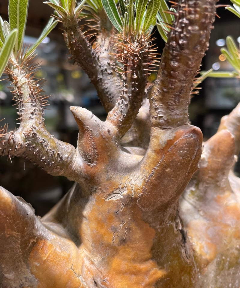 パキポディウム グラキリス Pachypodium gracilius 発根済 (gk-26