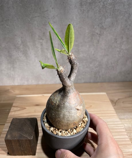 パキポディウム グラキリス　Pachypodium gracilius 　発根済　(商品番号gk-97valiem)  VALIEM 　(VALIEMタグ付き)