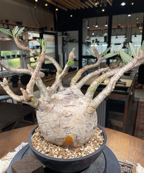 パキポディウム グラキリス　Pachypodium gracilius 　発根済　(gk-311)