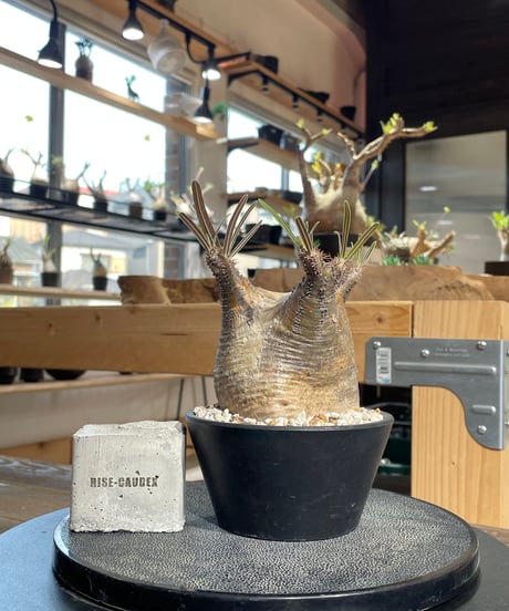 RISE-CAUDEX ONLINE STORE RISE-CAUDEX ONLINE STORE