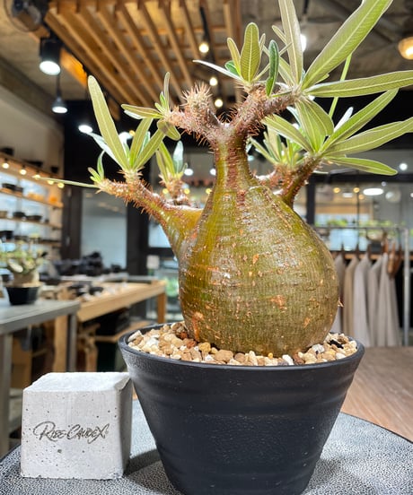 パキポディウム グラキリス　Pachypodium gracilius 　発根済　(gk-567)
