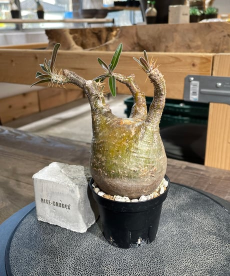 パキポディウム グラキリス　Pachypodium gracilius 　発根済　(gk-431)