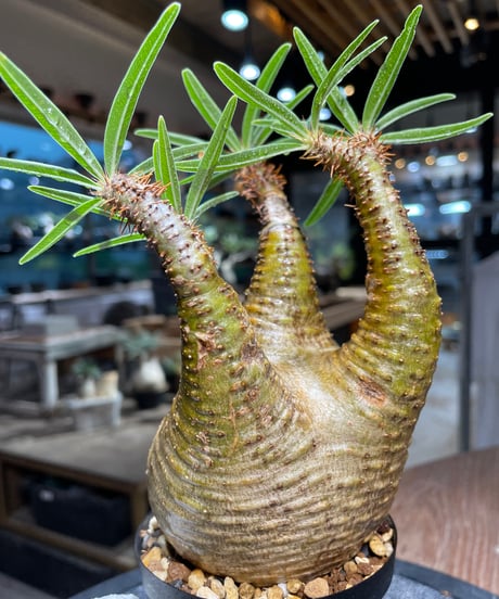 パキポディウム グラキリス　Pachypodium gracilius 　発根済　(gk-513）