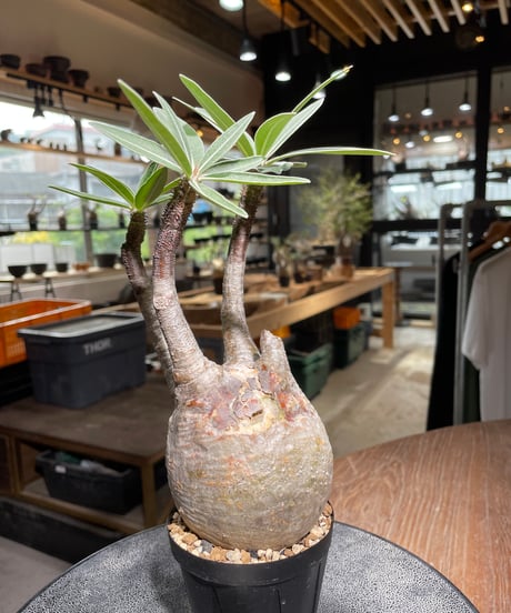 パキポディウム グラキリス　Pachypodium gracilius 　発根済　(gk-525）