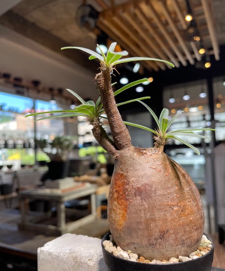 パキポディウム グラキリス　Pachypodium gracilius 　発根済　(gk-501）