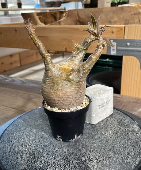 パキポディウム グラキリス　Pachypodium gracilius 　発根済　(gk-431)