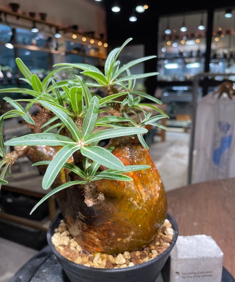 パキポディウム グラキリス　Pachypodium gracilius 　発根済　(gk-515）