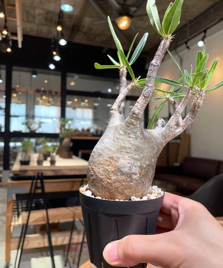 パキポディウム グラキリス　Pachypodium gracilius 　発根済　(gk-384)