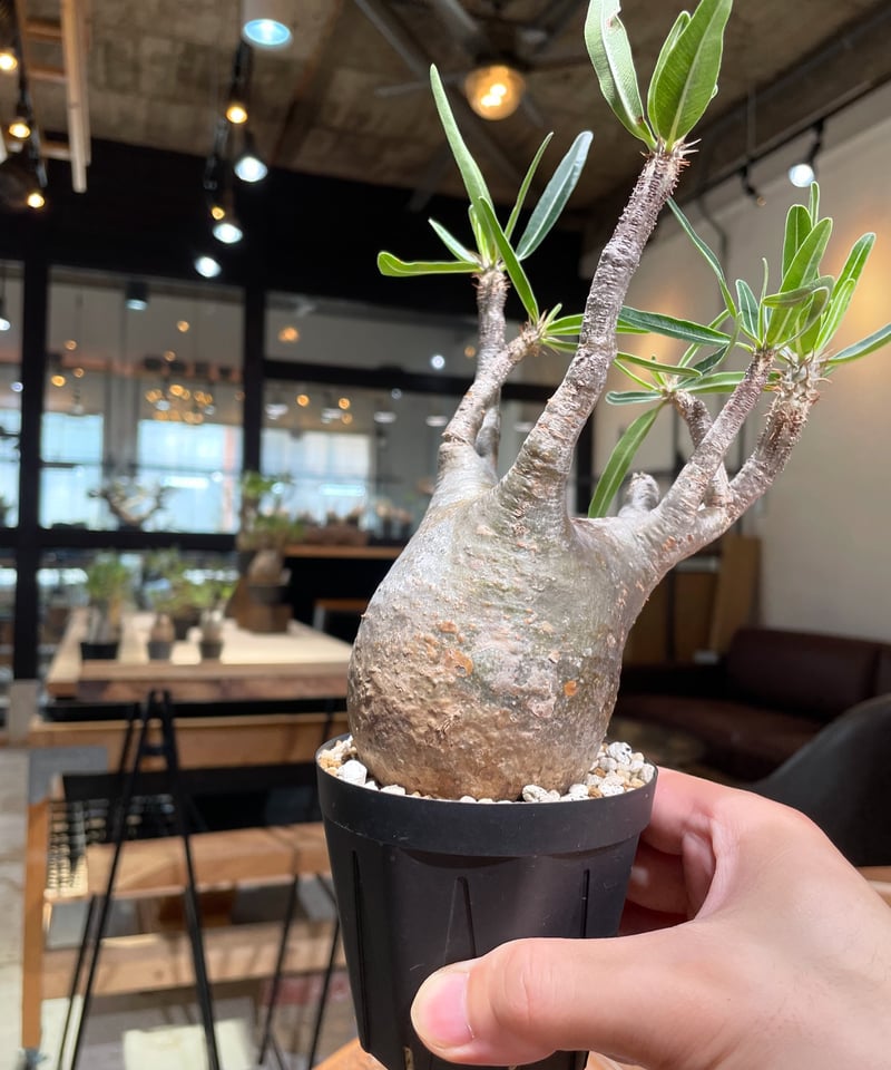 パキポディウム グラキリス Pachypodium gracilius 発根済 (gk-38