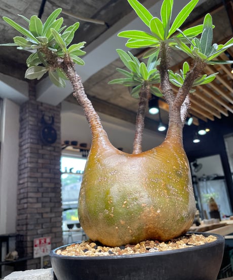 パキポディウム グラキリス　Pachypodium gracilius 　発根済　(gk-485)