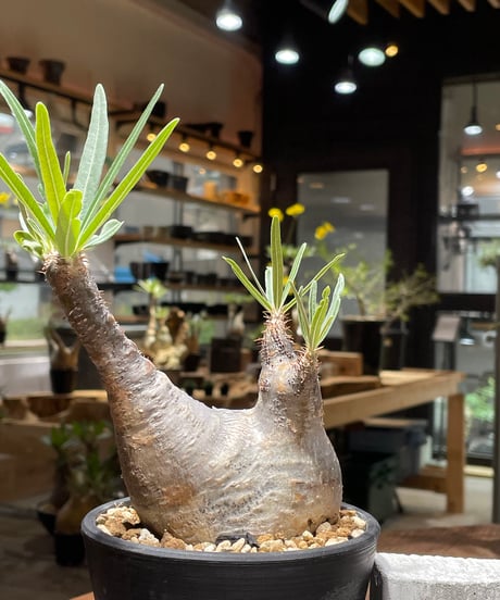 パキポディウム グラキリス　Pachypodium gracilius 　発根済　(gk-462)