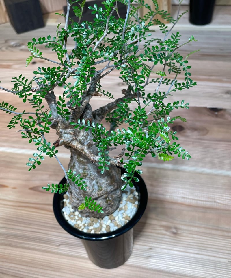 オペルクリカリア パキプス／Operculicarya pachypus 発根済 (塊根幅7c