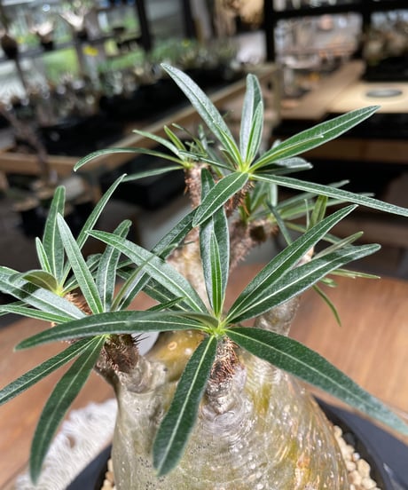 パキポディウム グラキリス　Pachypodium gracilius 　発根済　(gk-241)